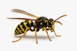 Wasps pest in Pattaya, Thailand