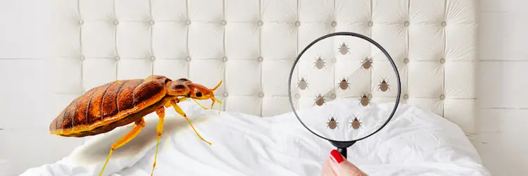 Professional Bed Bug Control